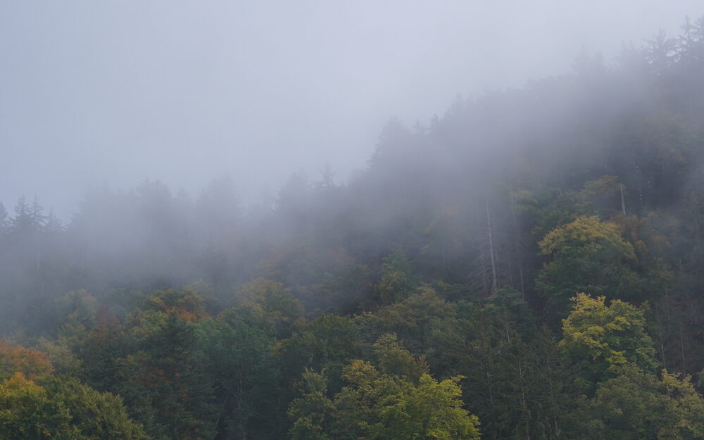 meteo brouillard et foret