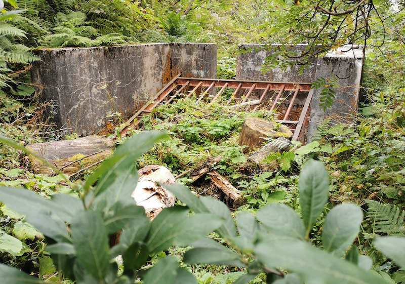 végétation lieu abandonné