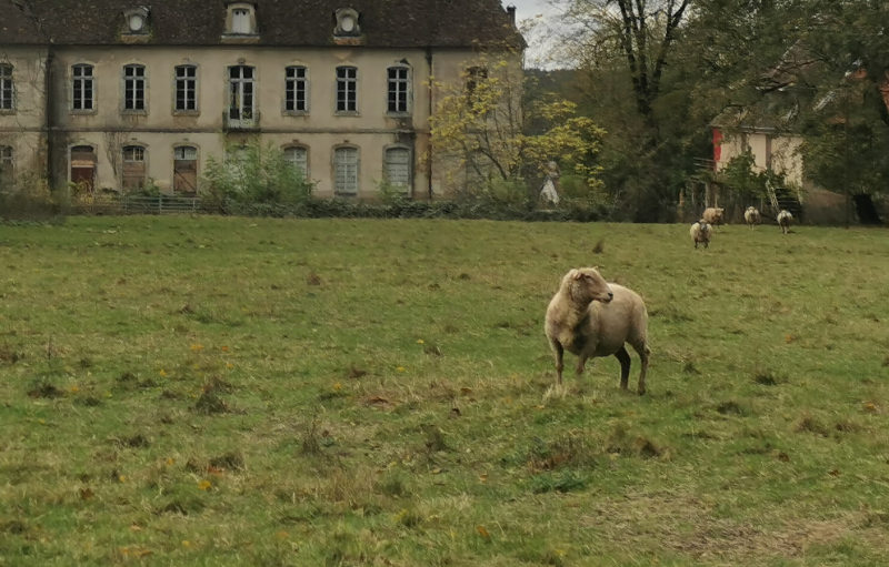 chateau mouton